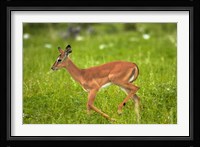 Young Black-faced impala, Etosha National Park, Namibia Fine Art Print