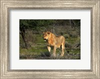 Young male lion, Panthera leo, Etosha NP, Namibia, Africa. Fine Art Print