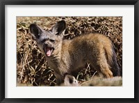 Young Bat-eared Foxes, Masai Mara, Kenya Fine Art Print