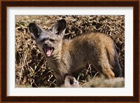 Young Bat-eared Foxes, Masai Mara, Kenya Fine Art Print