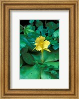 Yellow Flower in Bloom, Gombe National Park, Tanzania Fine Art Print