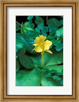 Yellow Flower in Bloom, Gombe National Park, Tanzania Fine Art Print