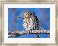 Zimbabwe. Close-up of pearl spotted owl on branch. Fine Art Print