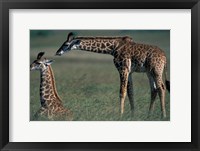 Young Giraffe Lies in Tall Grass, Masai Mara Game Reserve, Kenya Fine Art Print