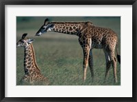Young Giraffe Lies in Tall Grass, Masai Mara Game Reserve, Kenya Fine Art Print