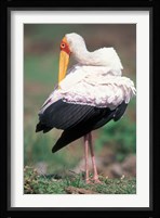 Yellow-Billed Stork Grooming, Masai Mara Game Reserve, Kenya Fine Art Print