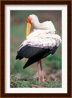 Yellow-Billed Stork Grooming, Masai Mara Game Reserve, Kenya Fine Art Print
