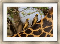 Yellow-Billed Oxpeckers on the Back of a Giraffe, Tanzania Fine Art Print