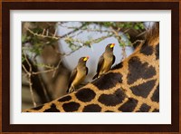 Yellow-Billed Oxpeckers on the Back of a Giraffe, Tanzania Fine Art Print