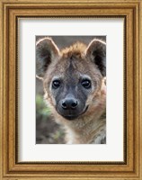 Young Spotted Hyena, Tanzania Fine Art Print