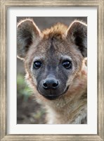 Young Spotted Hyena, Tanzania Fine Art Print