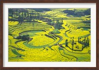 Yellow Rape Flowers Cover Qianqiou Terraces, China Fine Art Print