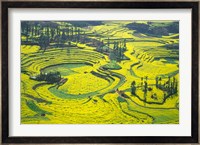Yellow Rape Flowers Cover Qianqiou Terraces, China Fine Art Print