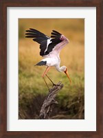 Yellow-Billed Stork Readying for Flight, Maasai Mara, Kenya Fine Art Print