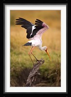 Yellow-Billed Stork Readying for Flight, Maasai Mara, Kenya Fine Art Print