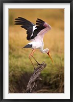 Yellow-Billed Stork Readying for Flight, Maasai Mara, Kenya Fine Art Print
