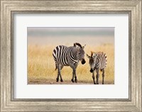 Zebra and Juvenile Zebra on the Maasai Mara, Kenya Fine Art Print