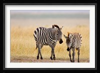 Zebra and Juvenile Zebra on the Maasai Mara, Kenya Fine Art Print