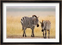 Zebra and Juvenile Zebra on the Maasai Mara, Kenya Fine Art Print