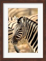 Zebra at Namutoni Resort, Namibia Fine Art Print