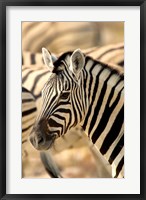 Zebra at Namutoni Resort, Namibia Fine Art Print