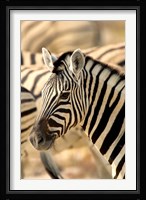 Zebra at Namutoni Resort, Namibia Fine Art Print