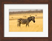 Zebra in Golden Grass at Namutoni Resort, Namibia Fine Art Print