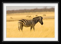 Zebra in Golden Grass at Namutoni Resort, Namibia Fine Art Print