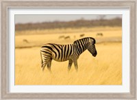 Zebra in Golden Grass at Namutoni Resort, Namibia Fine Art Print