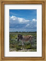Young Burchells zebra, burchellii, Etosha NP, Namibia, Africa. Fine Art Print