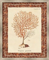 Gorgonia Granulata Marble Fine Art Print