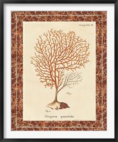 Gorgonia Granulata Marble Framed Print