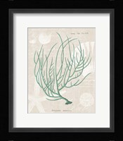 Gorgonia Miniacea on Linen Sea Foam Framed Print