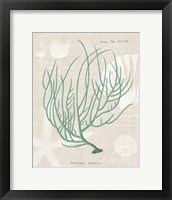 Gorgonia Miniacea on Linen Sea Foam Framed Print