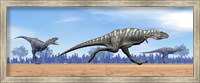 Three Aucasaurus dinosaurs running in the desert Fine Art Print