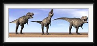 Three Tyrannosaurus Rex dinosaurs standing in the desert Framed Print
