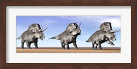 Three Zuniceratops standing in the desert Fine Art Print