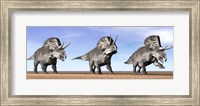 Three Zuniceratops standing in the desert Fine Art Print