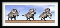 Three Zuniceratops standing in the desert Fine Art Print
