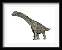 Argentinosaurus dinosaur, white background Framed Print