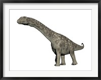Argentinosaurus dinosaur, white background Framed Print