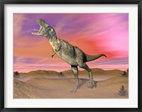 Aucasaurus dinosaur roaring in the desert by sunset Framed Print