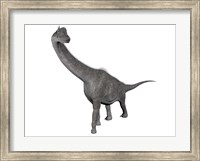 Brachiosaurus dinosaur, white background Fine Art Print