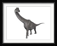 Brachiosaurus dinosaur, white background Framed Print