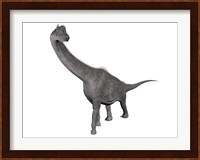Brachiosaurus dinosaur, white background Fine Art Print