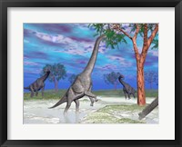 Brachiosaurus dinosaurs grazing on trees Fine Art Print