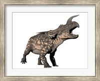 Einiosaurus dinosaur, white background Fine Art Print