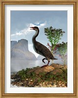 Hesperornis on the shore of a lake looking around Fine Art Print