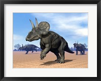 Three Nedoceratops in the desert by daylight Fine Art Print