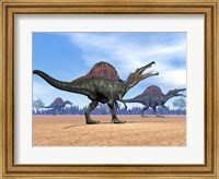 Three Spinosaurus dinosaurs walking in the desert Fine Art Print